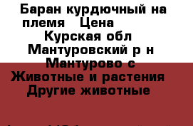 Баран курдючный на племя › Цена ­ 6 000 - Курская обл., Мантуровский р-н, Мантурово с. Животные и растения » Другие животные   